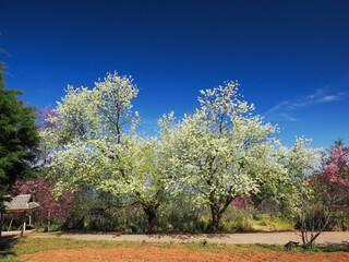Fototapeta premium White flowers of white sakura cherry blossoms on sunny spring day. Chiang Mai