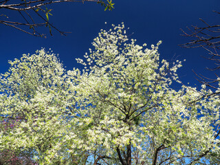 White flowers of white sakura cherry blossoms on sunny spring day. Chiang Mai