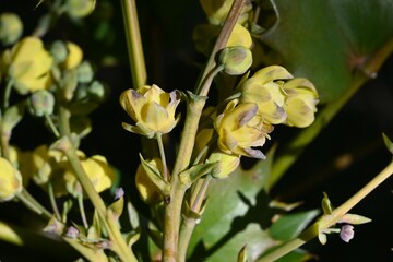 Japanese mahonia ( Berberis japonica ). Berberidaceae evergreen shrub. Yellow racemes bloom in early spring.
