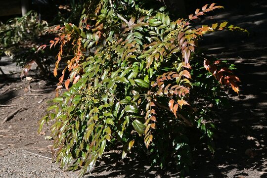 ヒイラギナンテン」の写真素材 | 682件の無料イラスト画像 ヒイラギナンテン」の写真素材 | 682件の無料イラスト画像