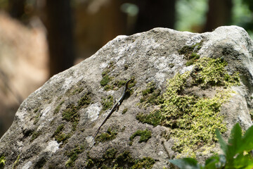 Close-up of a large rock covered with moss in the forest