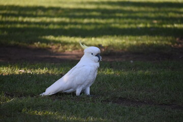 Walking cockatoo