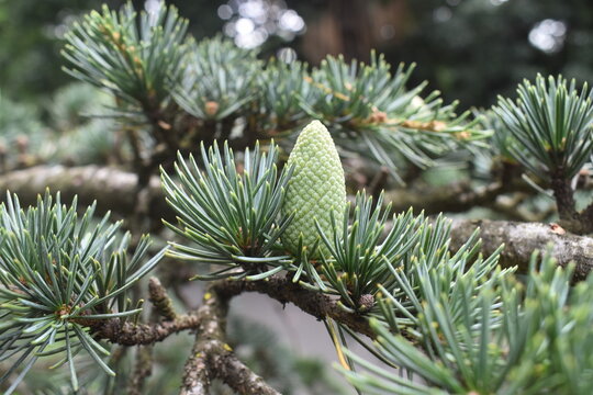 Cedrus deodara