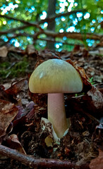 Amanita phalloides is a deadly poisonous mushroom from the genus Amanita.
