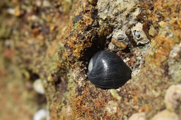Shell on the stone