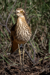  bush stone-curlew