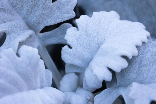 dusty miller, silver leafves