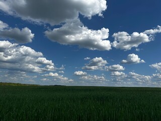 Endless green field under blue sky