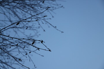 雪の中の木フィンランド