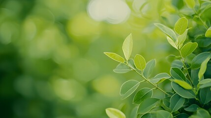 Closeup of Vibrant Green Leaves and Soft Focus Background