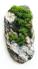 Moss-Covered Rock: A Study in Natural Textures