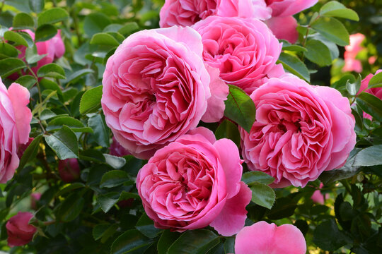 Fototapeta Rosen 1552