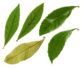 Obraz premium Persimmon fresh green leaves set bundle isolated on white background