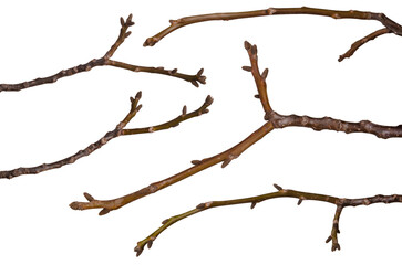 Several tree branches without leaves bundle isolated on white background