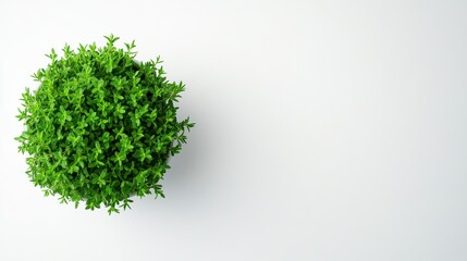 Small Potted Green Plant on White Background