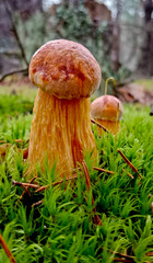 Aureoboletus projectellus a species of mushroom in the Boletaceae family. Found in North America and recently in Europe.
