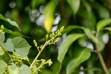 Mango blossoms are blooming before fruiting..The mango bouquet of mango flower is bloom in the nature
