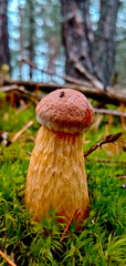 Aureoboletus projectellus a species of mushroom in the Boletaceae family. Found in North America...