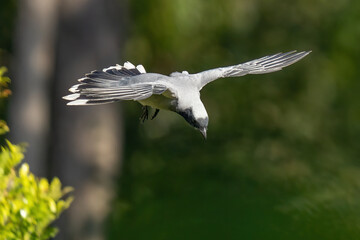 black headed cuckooshrike
