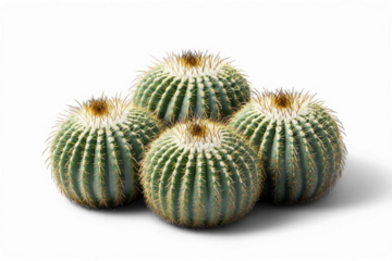Cluster of four golden barrel cacti against transparent background