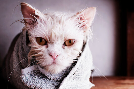 Wet Cat  Wrapped in Towel