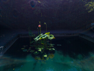 Lotus flowers and large leaves float beautifully on still water in a peaceful garden