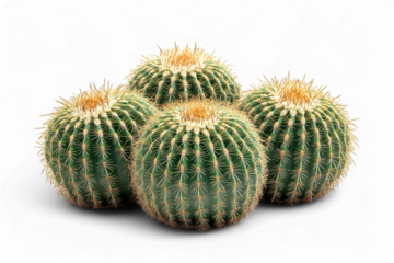 Four golden barrel cacti against transparent background displaying sharp spines