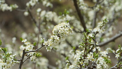 The beautiful flowers blooming in the garden in spring
