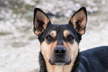 A street dog gazes into the camera with deep, expressive eyes. The image captures the raw emotion, vulnerability, and strength of a stray animal.