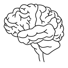 human brain vector
