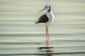 Obraz premium Black Winged Stilt