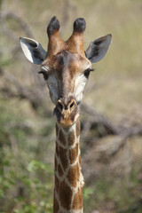 Giraffe / Giraffe / Giraffa camelopardalis