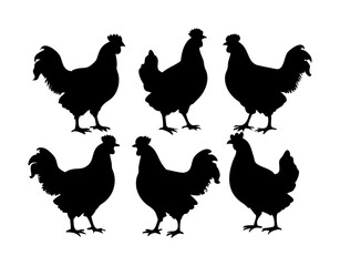 six chicken silhouettes isolated on white