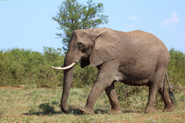 Fototapeta premium Afrikanischer Elefant / African elephant / Loxodonta africana