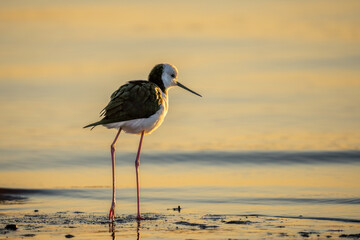 Black Winged Stilt
