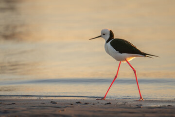 Black Winged Stilt
