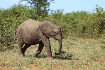 Fototapeta premium Afrikanischer Elefant / African elephant / Loxodonta africana