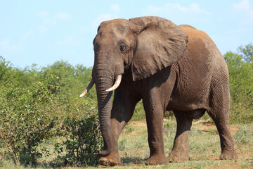 Obraz premium Afrikanischer Elefant / African elephant / Loxodonta africana