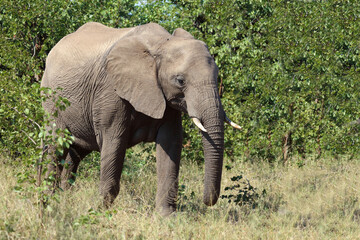 Afrikanischer Elefant / African elephant / Loxodonta africana