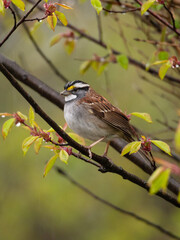 sparrow on a branch