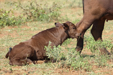 Fototapeta premium Kaffernbüffel / African buffalo / Syncerus caffer.
