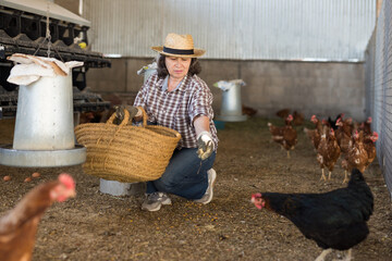 Positive elderly female farmer working in poultry barn of her smallholding, feeding chickens