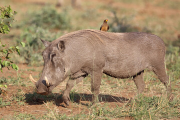 Warzenschwein und Gelbschnabel-Madenhacker / Warthog and Yellow-billed oxpecker / Phacochoerus africanus et Buphagus africanus..
