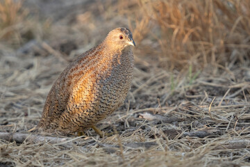Brown Quail