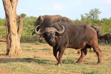 Kaffernbüffel und Gelbschnabel-Madenhacker / African buffalo and Yellow-billed oxpecker / Syncerus caffer et Buphagus africanus.