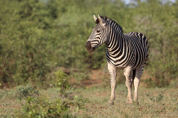 Steppenzebra / Burchell's zebra / Equus quagga burchellii