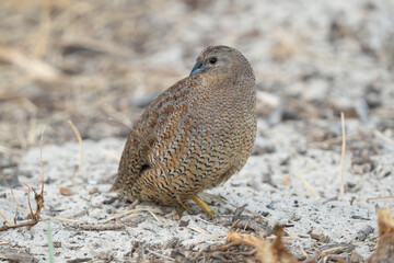 Brown Quail