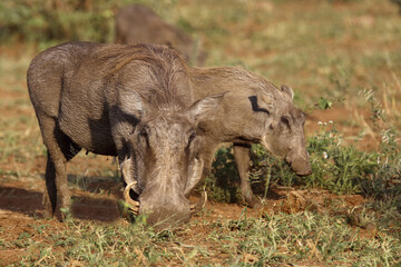 Fototapeta premium Warzenschwein / Warthog / Phacochoerus africanus...