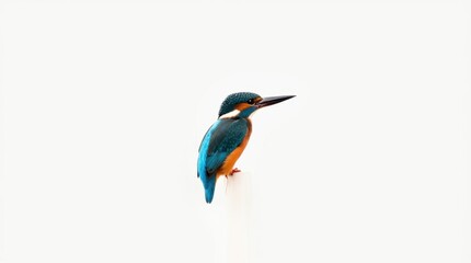 Fototapeta premium Kingfisher with a Long Sharp Beak