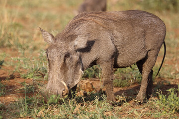 Warzenschwein / Warthog / Phacochoerus africanus